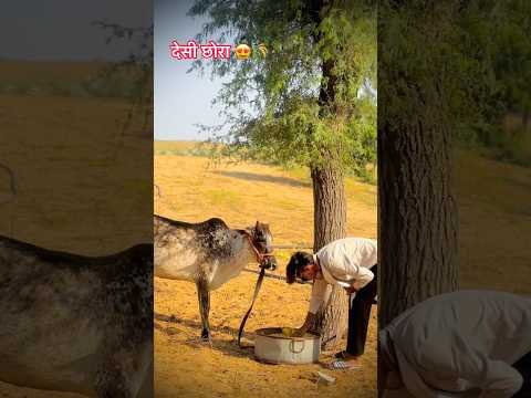 Villagelife 👨‍🌾🌾😍#desilife #khetibadi #kisanlife #villagelife #desiboys #desi #trending #reels