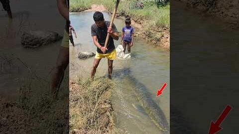 Kya Itna Bada Machhali Milega 😱#minivlog#shorts#village#desi#fishing#nature#viral#reels#desi#fish