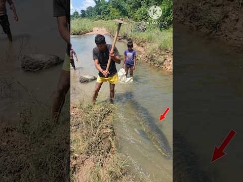 Kya Itna Bada Machhali Milega 😱#minivlog#shorts#village#desi#fishing#nature#viral#reels#desi#fish