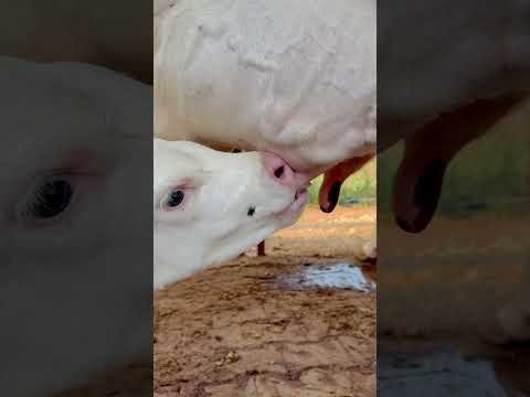 PLEASE SUBSCRIBE ME💕 #trendingshorts #cow #viral #cowvideos #milk #desi