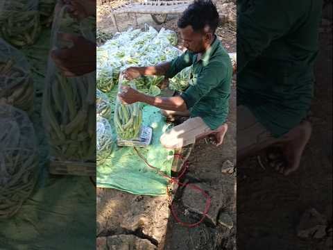 🌾આજે દેશી ભીંડો ઊતર્યા ✅ youtube shorts #desi vlog