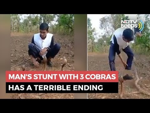 Man’s Stunt With 3 Cobras Has A Terrible Ending