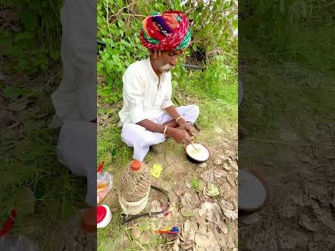 खेत पर बनाया स्वादिष्ट रायता रेसिपी #food #viralvideo  #villagelife #desi #yourubeshorts