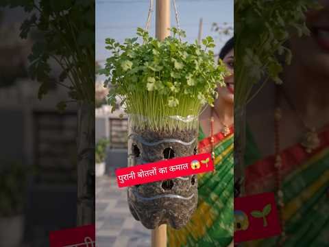 बोतल में धनिया उगाने का देसी जुगाड़🌿😱। Desi Jugaad to Grow Coriander in a Bottle #shorts #farming