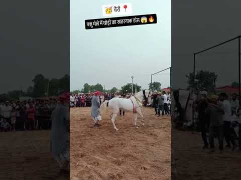 बेरी पशु मेले में घोड़ी का खतरनाक डांस 😱🔥 #desi #villagelife #ruralfarm #mela #berimela