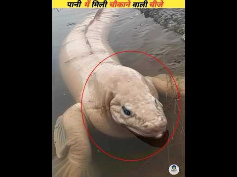 The most dangerous snake found in Amazon River #viral