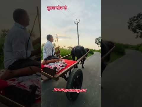 पुराना सोक #viral #desi #animal #farming #jhotarace #jhotalover #dushyantup37 #animallife