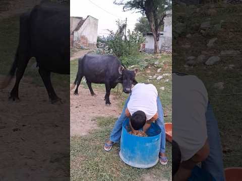 desi balek gama ke #video #virel #shortvideo #desi #ytshorts #parmesh singh