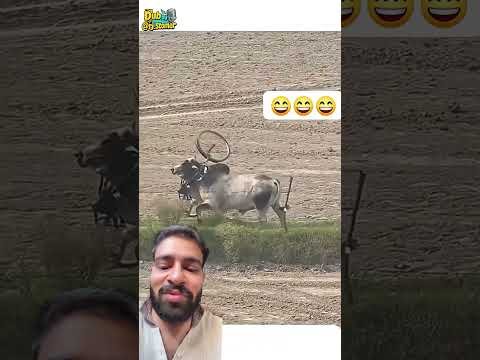 Bail Ki Bhagdad 😂 #shorts #funny #bailgadi #viral #comedy #desi