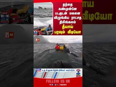 Whale || viral || video || thanthitv