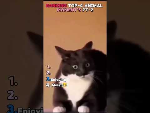 Ranking Top-4 Animal Moment’s pt-2