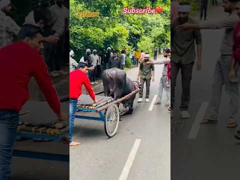झोटा रेस घमासान #viral #desi #animal #farming #dushyantup37