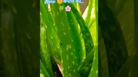 ।। 🥦आगे आगे चले हम……। 🫒।। #shorts #vlogs #desi