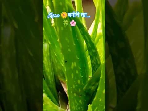 ।। 🥦आगे आगे चले हम……। 🫒।। #shorts #vlogs #desi