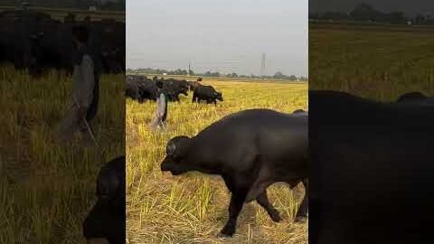 #desi