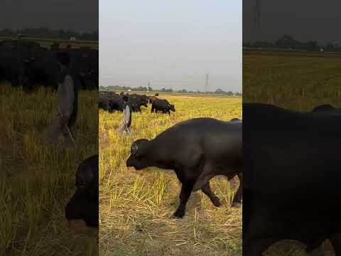 #desi
