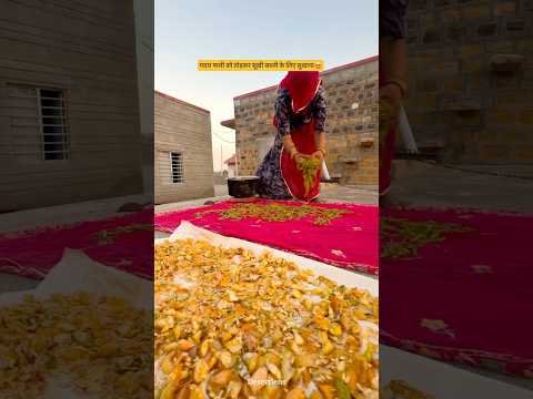 गवार फली को तोड़कर सूखी सब्जी के लिए सुखाना 😍#desi #food #villagelife #rajasthan #youtubeshorts