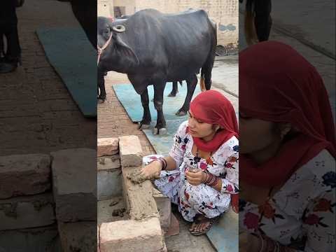 मिट्टी ❌ सोना ✅ #shorts#village #desi #viral #love #kantasukhadhaka