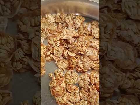 राजस्थानी फोफलिया और काचरी🥰#villagelife#rajasthan#villagefood #rajasthani#sabji#desi#desilife #viral