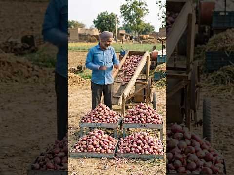 Desi Innovation on a Grand Scale: The Homemade Onion Sorter #DesiJugad #OnionFarming#FarmingShorts