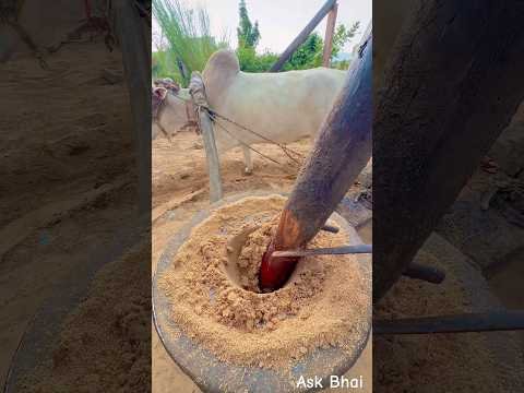 देसी घानी 😘 #desi #food #rajasthan #khana #roti #youtubeshorts #villagelife #reel #shorts
