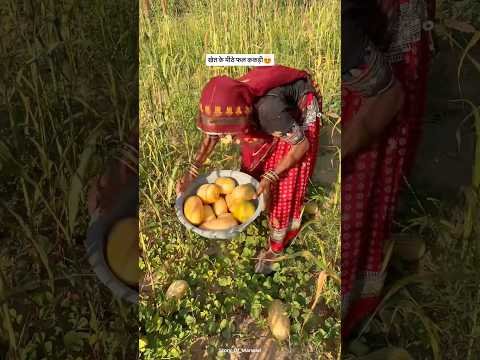 खेत के मीठे फल ककड़ी 😍#shorts #shortvideo #trending #desi #vegetables #fruit #fruits #kachari