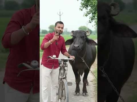 આ ભેંસની સ્ટાઈલ જોઈને તમે પણ ચોંકી જશો 😱🐃#Desi #VillageLife #Buffalo #DesiSwag #ViralVideo  #Shorts