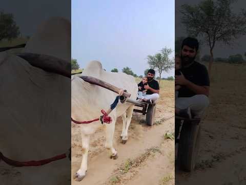 🤭😂#shorts #hindisong #cutebaby #youtubeshorts #trendingshorts #funnyvideo #pets #papa #desi #reels