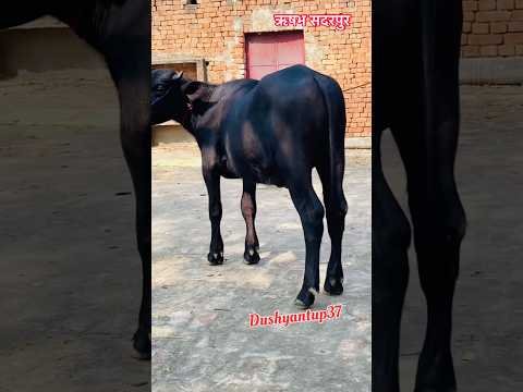 ऋषभ सदरपुर का baccha #viral #desi #animal #farming #jhotalover #jhotarace #desilife #viralvideo
