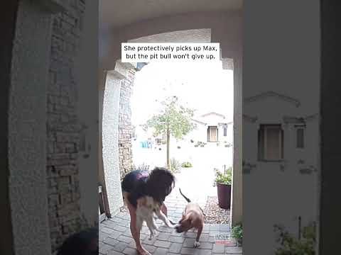 Heroic Driver Saves Woman and Her Dog From Pit Bull Attack #shorts