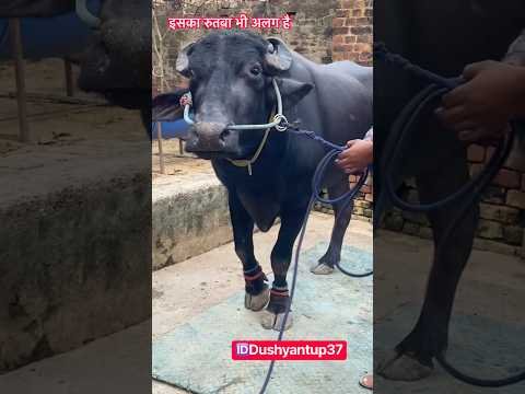 इस झोटे का रुतबा भी अलग ही है #viral #desi #animal #farming #jhotalover #jhotarace #trending