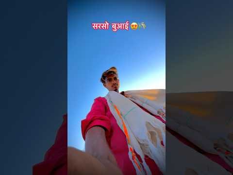 सरसो 😍🌾#khetibadi #trending #desilife #newmusic #desi