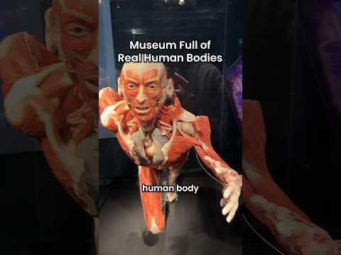 Real human body parts displayed in Body Worlds museum ⚠️