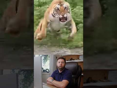 Tigers in India Don’t Mess Around