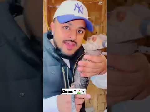Snake | Cheema Y ft. Gur Sidhu | New Punjabi Songs 2026 | Punjabi Song#cheemay#shorts#viral#trending