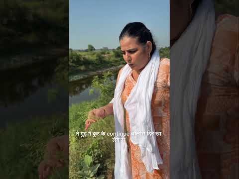 हरियाणा में पाई जाने वाली जीवन बूटी #haryana #rohtak #buti #desi #natur