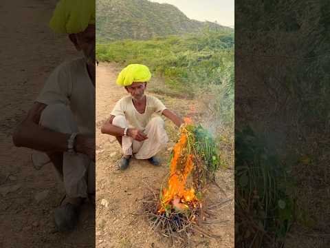 सीज़न की पहली मूंगफली 😍 #villagelife #desi #rajasthani #culture #viralvideo #subscribe