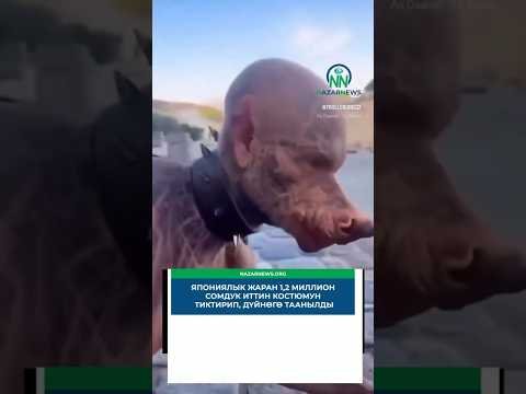 Kutta Banne Ke Liye 220 Crore? 😱 Viral News Ka Asli Sach | Toco Story Explained #Toco