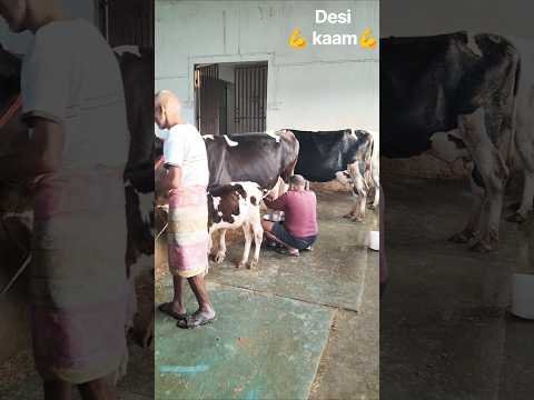 👑Raj Dairy farm 👑 desi kaam 💪#desi #viral #trending #pleasesubscribe #viral #panjabi #like #viral