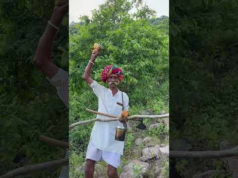 जंगल में मिले देसी काचरे 😍#rajasthniculture #desi #food #desilife #villagelife