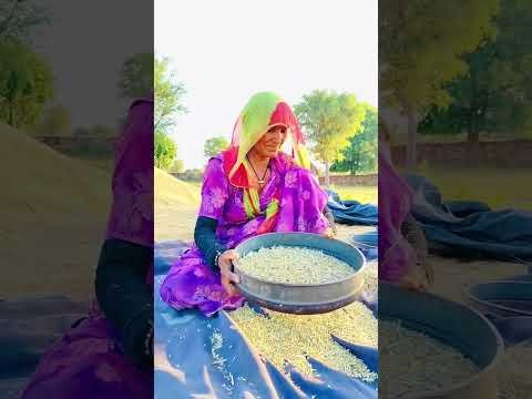 🌾 गाँव की सादगी और मेहनत ही असली जिंदगी है ❤️ #desi #culture #Rajasthan #villagelife #jodhpur