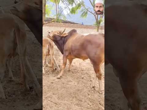 Desi Bull and Cow 😱🐂 #desi #bull #cow #shorts #fyp