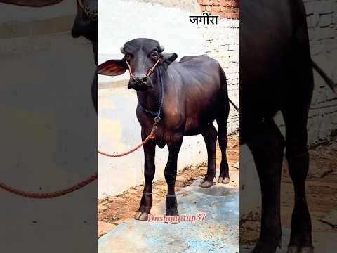 जगीरा #viral #desi #ajimal #animal #farming #dushyantup37 #jhotalover #desilife #farminglife