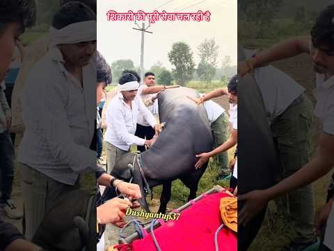 शिकारी झोटे की पूरी सेवा #viral #desi #anima #farming #jhotalover #jhotarace #animalife #viralvideo