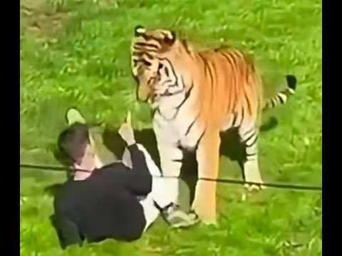 Man Fatally Mauled by Tiger After Jumping Into Enclosure at Yorkshire Wildlife Park in England..