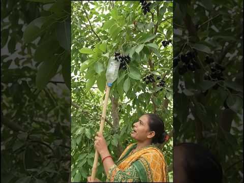 जामुन तोड़ने का देसी जुगाड़ 🧐 #desi jugaad #viralvideo #short