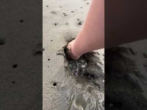 These Really Live Under the Sand! #shorts