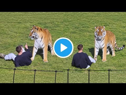 Horrific Moment: Man Dies After Jumping Into Tiger Enclosure at Yorkshire Wildlife Park, UK