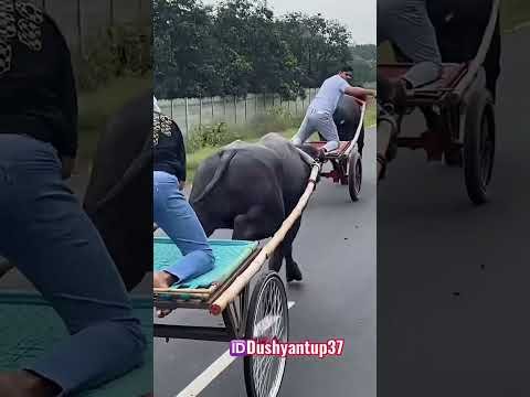 Trending race #viral #desi #animal #farming #jhota race #jhotalover #viralvideo