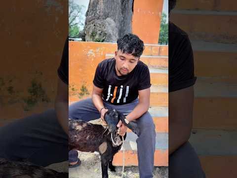 Desi family pet be like 😂 #trending #reels #funny #viral #video #shorts #comedy #shortvideo